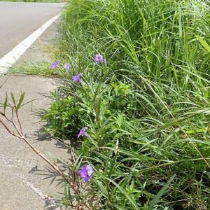 Paarse Ruellia simplex bloemen langs de weg