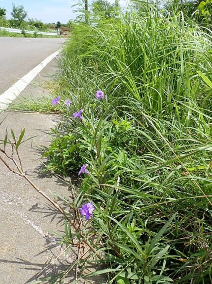 Paarse Ruellia simplex bloemen langs de weg