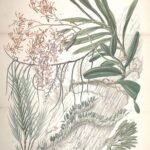 Schoenorchis juncifolia orchidee met witte bloemen en groen blad.