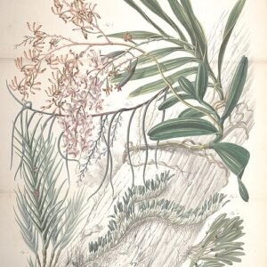 Schoenorchis juncifolia orchidee met witte bloemen en groen blad.