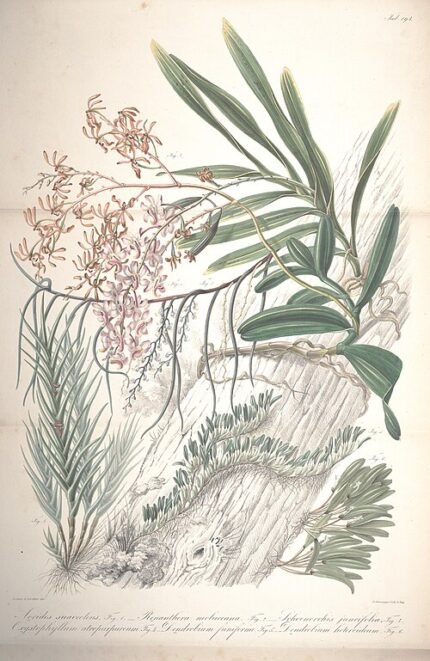 Schoenorchis juncifolia orchidee met witte bloemen en groen blad.