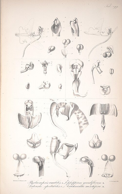 Vandopsis lissochiloides orchidee met groene bladeren en paarse bloemen.