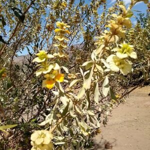 Rydingia integrifolia plant met groene bladeren en kleine witte bloemen.