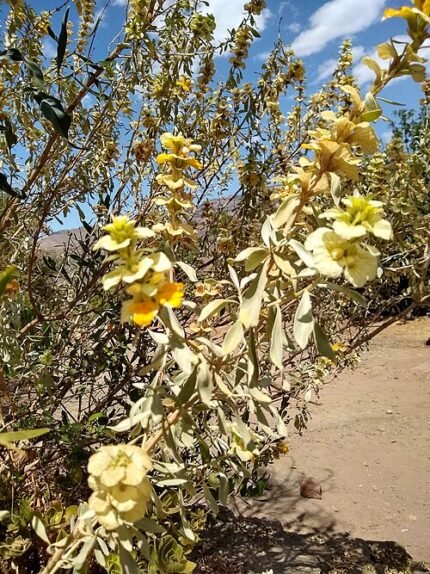 Rydingia integrifolia plant met groene bladeren en kleine witte bloemen.