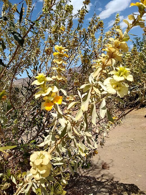 Rydingia integrifolia plant met groene bladeren en kleine witte bloemen.