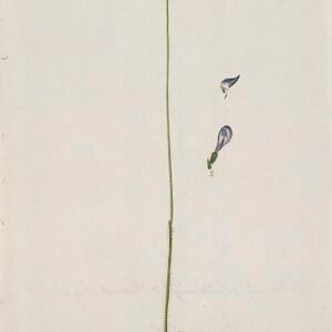 Glossodia orchidee in paarse tinten bloeit prachtig.