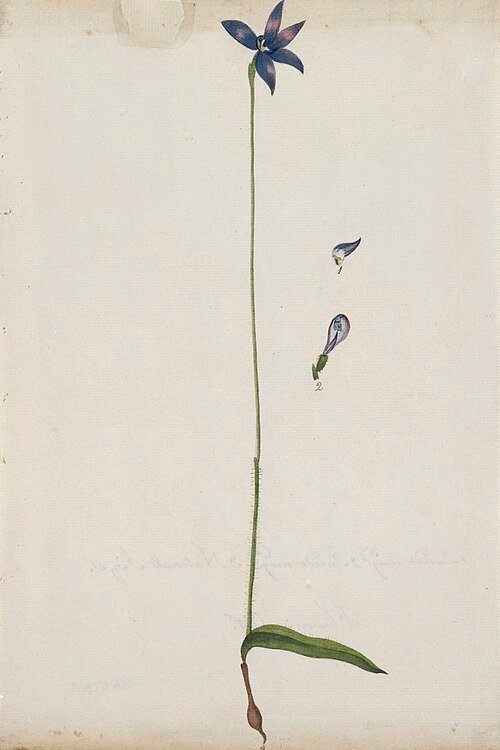 Glossodia orchidee in paarse tinten bloeit prachtig.