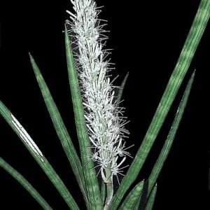 Dracaena suffruticosa plant in a decorative pot.