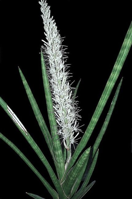 Dracaena suffruticosa plant in a decorative pot.