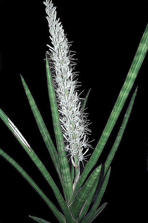 Dracaena suffruticosa plant in a decorative pot.