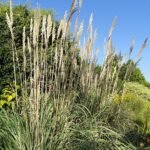 Saccharum ravennae siergras met lange pluimen in tuinomgeving.