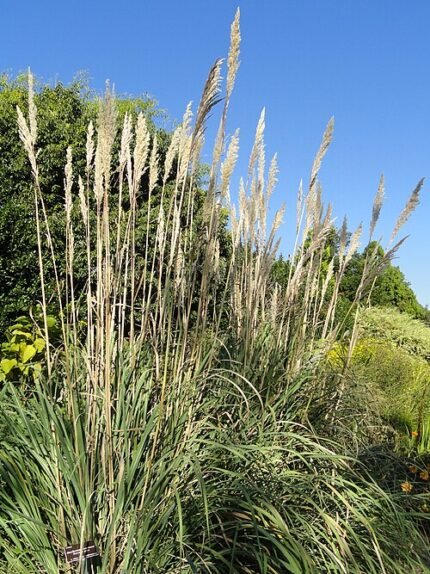 Saccharum ravennae siergras met lange pluimen in tuinomgeving.