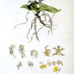 Peristeranthus orchidee in botanische illustratie uit 1882.