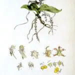 Peristeranthus orchidee in botanische illustratie uit 1882.