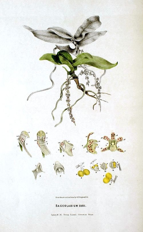 Peristeranthus orchidee in botanische illustratie uit 1882.