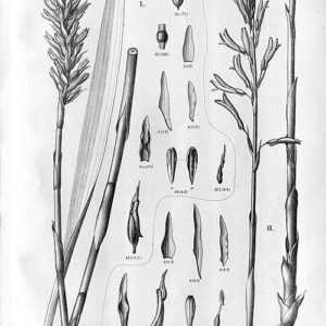 Sacoila orchidee met groene bladeren en paarse bloemen op donkere achtergrond.