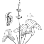 Sagittaria australis plant met groene bladeren en witte bloemen