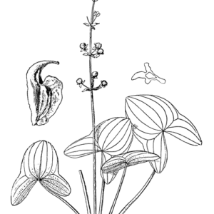 Sagittaria australis plant met groene bladeren en witte bloemen