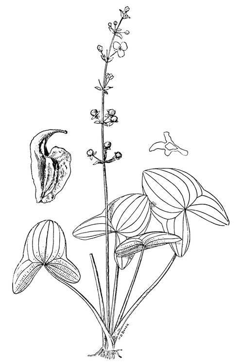 Sagittaria australis plant met groene bladeren en witte bloemen