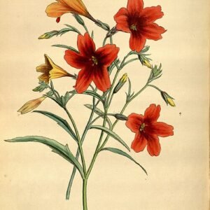 Bloeiende Salpiglossis sinuata plant met roze, paarse en gele bloemen.