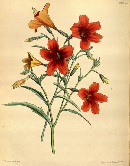 Bloeiende Salpiglossis sinuata plant met roze, paarse en gele bloemen.