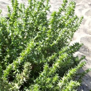 Loogkruid op kleigrond, winterhard - Salsola kali plant.