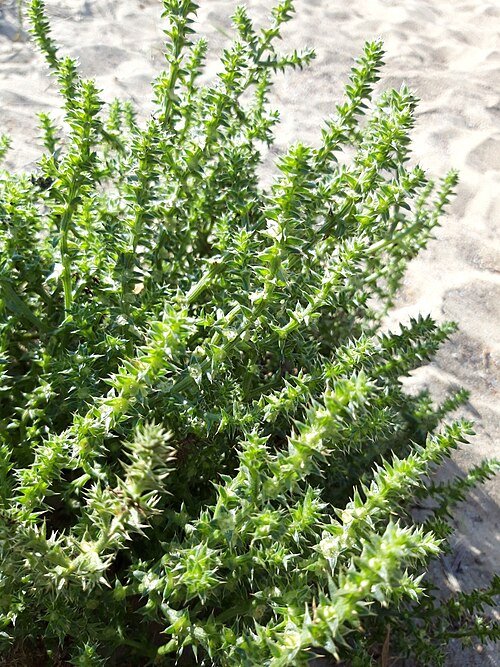 Loogkruid op kleigrond, winterhard - Salsola kali plant.