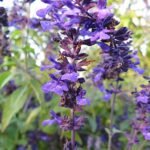 Indigo Spires Salvia flowers in deep blue with purple accents.