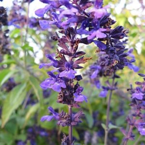 Indigo Spires Salvia flowers in deep blue with purple accents.