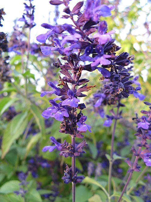 Indigo Spires Salvia flowers in deep blue with purple accents.