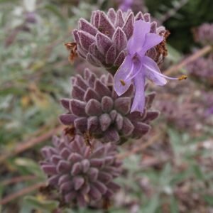 Salvia leucophylla plant met liggende groeigewoonte en zilvergroene bladeren.