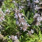 Salvia mellifera bloeit met paarse bloemen in natuurlijke omgeving.
