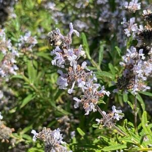 Salvia mellifera bloeit met paarse bloemen in natuurlijke omgeving.