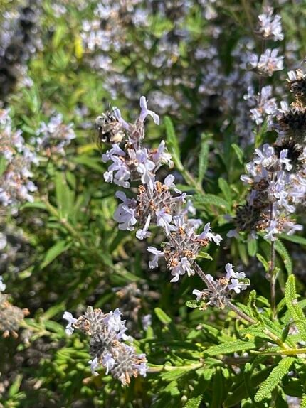 Salvia mellifera bloeit met paarse bloemen in natuurlijke omgeving.