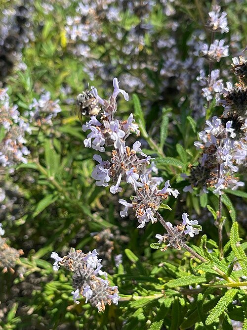 Salvia mellifera bloeit met paarse bloemen in natuurlijke omgeving.