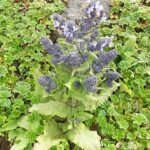 Salvia merjamie bloeiende paarse bloemen op groene bladeren.