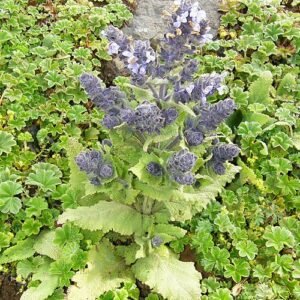 Salvia merjamie bloeiende paarse bloemen op groene bladeren.