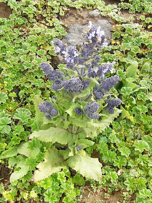 Salvia merjamie bloeiende paarse bloemen op groene bladeren.