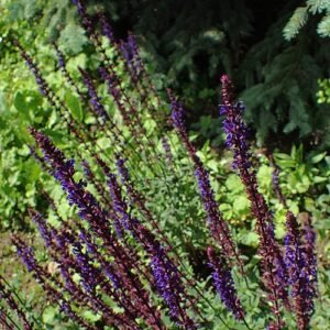 Salvia 'Karadonna' bloemen in paars en groen.