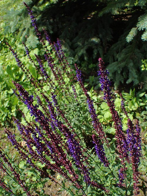 Salvia 'Karadonna' bloemen in paars en groen.