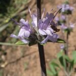 Salvia sonomensis plant met paarse bloemen en groene bladeren.
