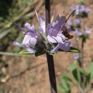 Salvia sonomensis plant met paarse bloemen en groene bladeren.