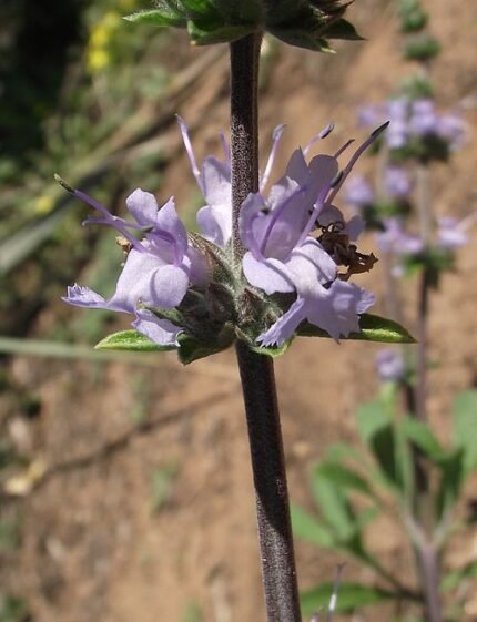 Salvia sonomensis plant met paarse bloemen en groene bladeren.