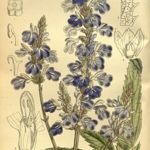 Salvia uliginosa plant met lange blauwe bloemaren en groen blad.