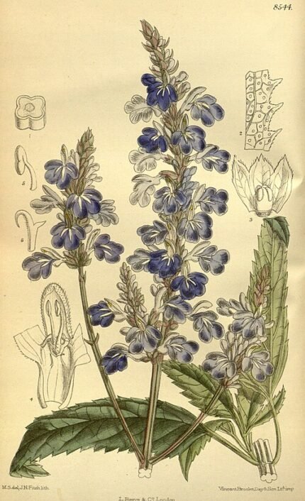 Salvia uliginosa plant met lange blauwe bloemaren en groen blad.