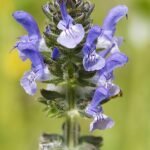 Kleinbloemige salie bloemspike op een zonnige dag.