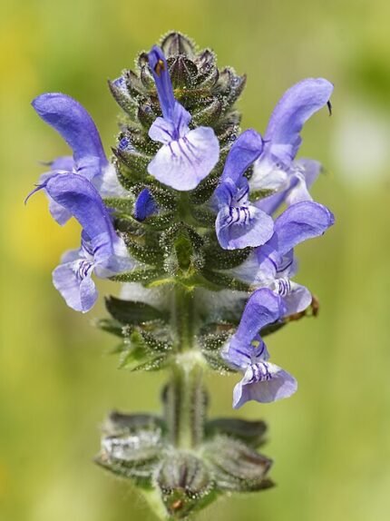Kleinbloemige salie bloemspike op een zonnige dag.