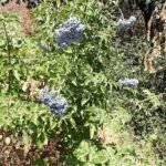 Sambucus cerulea bloemen en bessen tegen donkere achtergrond.