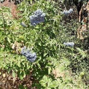 Sambucus cerulea bloemen en bessen tegen donkere achtergrond.