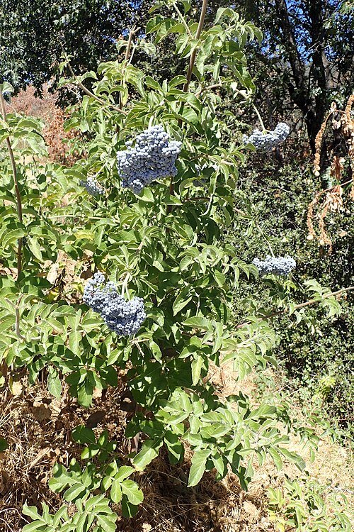 Sambucus cerulea bloemen en bessen tegen donkere achtergrond.